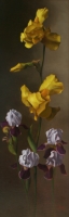 Iris III--SOLD