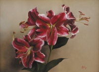 Gilbert's Stargazers--Private Collection