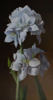 White Amaryllis--SOLD